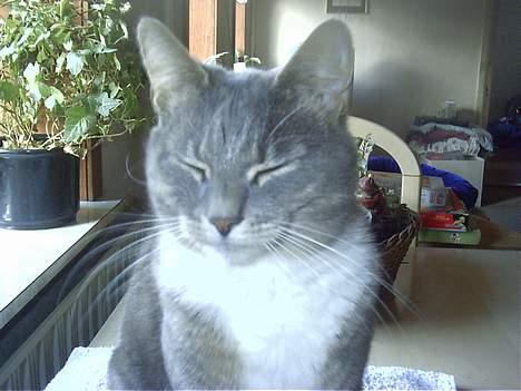 Blanding af racer Missemor - Sove sove sove billede 5