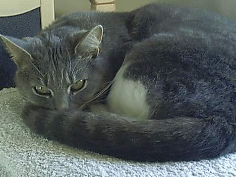 Blanding af racer Missemor billede 6