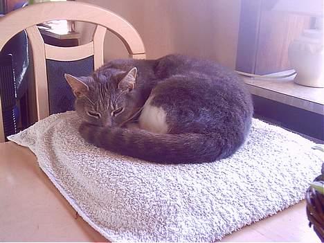 Blanding af racer Missemor billede 7