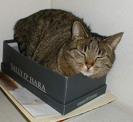 Blanding af racer Molly (Molle, Mols) - Fandt lige en skotøjsæske at ligge i =) billede 1