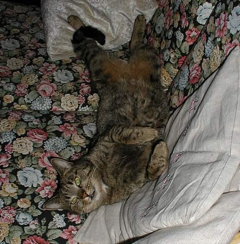 Blanding af racer Molly (Molle, Mols) billede 2