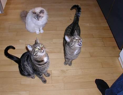 Blanding af racer Molly (Molle, Mols) - 3 katte:  Felix, Maude og Molly som kigger op på min mor, hun står med hakket oksekød... Miav billede 3