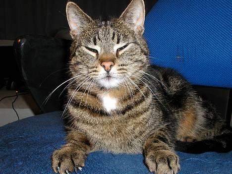 Blanding af racer Felix billede 1