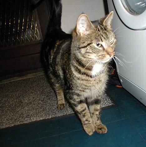 Blanding af racer Felix billede 2