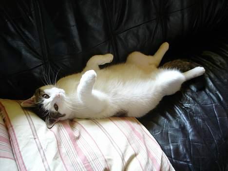 Blanding af racer Shiva - Shiva ligger på vores lædersofa, for den bliver altid så dejlig varm når solen skinner ind på den.  billede 11