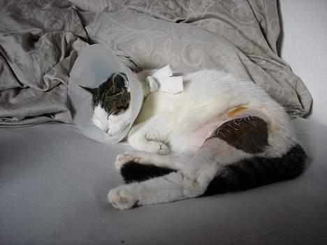 Blanding af racer Shiva - Her er Shiva lige kommet hjem fra Hillerød Dyrehopital. Han var blevet påkørt af en bil og havde brækket lårbensknoglen, så han måtte opereres. billede 12