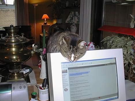 Blanding af racer Tigermis - Her ligger Tigermis så på sin ynglingsplads i stuen.   billede 1