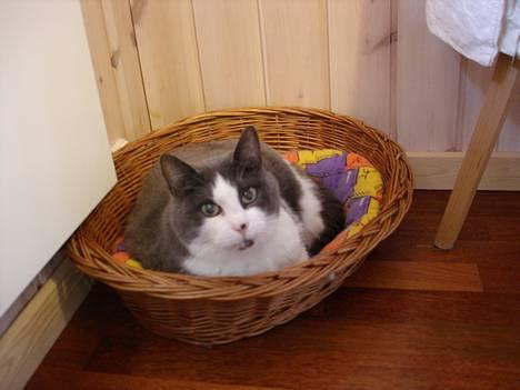 Blanding af racer Knirke - Knirke i sin ynglingskurv, der står i vores køkken.  billede 1