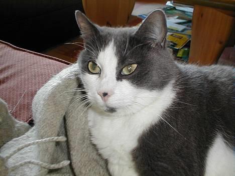 Blanding af racer Knirke - Knirke ligger på gulvet i køkkenet. billede 2