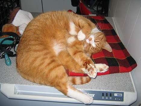 Blanding af racer Tarzan billede 5