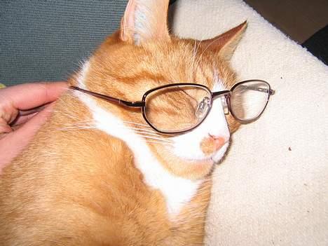 Blanding af racer Tarzan billede 6