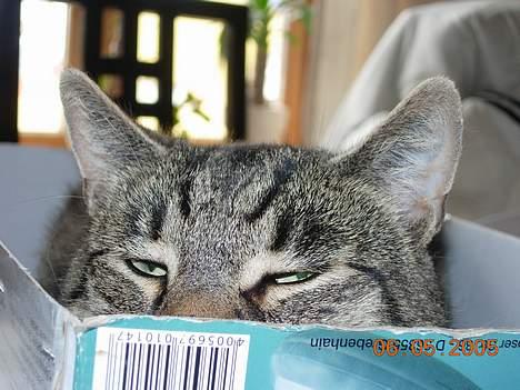 Blanding af racer Tiger - Kan i se mig? billede 17