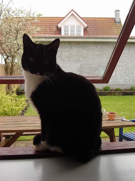 Huskat Lille Lis - Her sidder hun i mit vindue billede 11