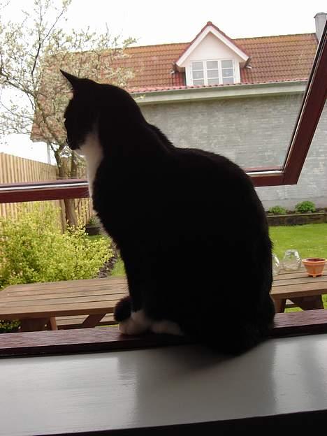 Huskat Lille Lis - Igen billede 12