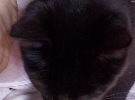 Blanding af racer Carlos billede 8