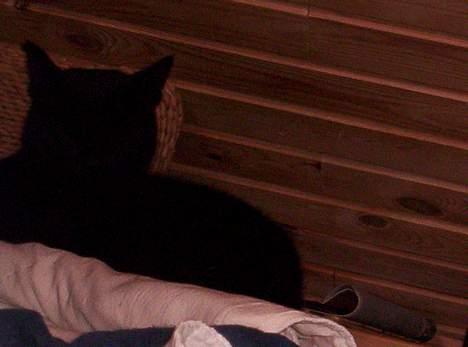 Blanding af racer Carlos billede 9