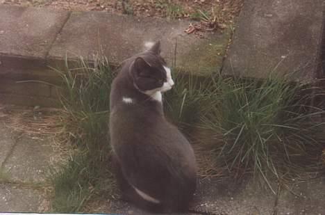 Blanding af racer Knirke - Et lidt ældre billede fra da hun var omkring 6 år gammel. billede 3