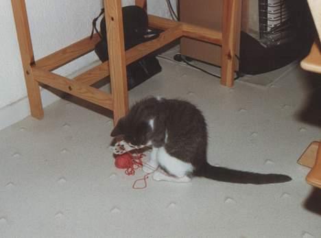 Blanding af racer Knirke - 3/8-89 Dette billede er fra den første dag vi havde knirke.  billede 4