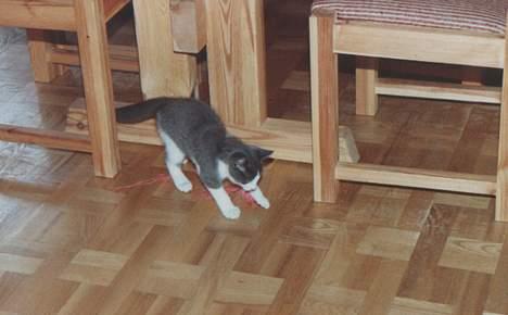 Blanding af racer Knirke - Endnu et billede fra den første dag vi havde knirke. billede 5