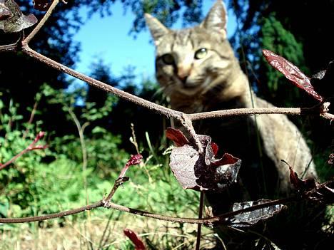 Blanding af racer MisMis *Prinsessen* billede 8