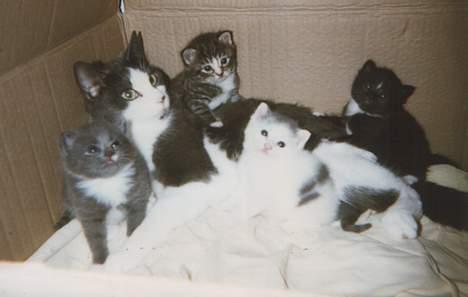 Blanding af racer Knirke - Knirke med sine killnger. billede 8