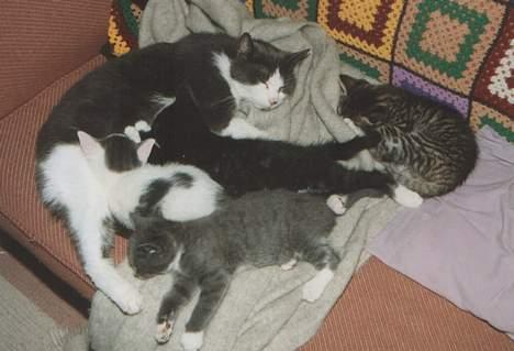 Blanding af racer Knirke - Knirke med sine killinger (Hvid=Pjevs, Stribet=Tigermis, Grå=Socks og Sort=Jacobine   billede 9