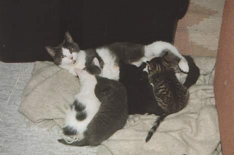 Blanding af racer Knirke - Endnu et billede af Knirke med sine killinger billede 10