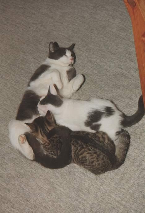 Blanding af racer Knirke - Knirke med de to killinger vi valgte at beholde (Pjevs til højre og tigermis til venstre) billede 11