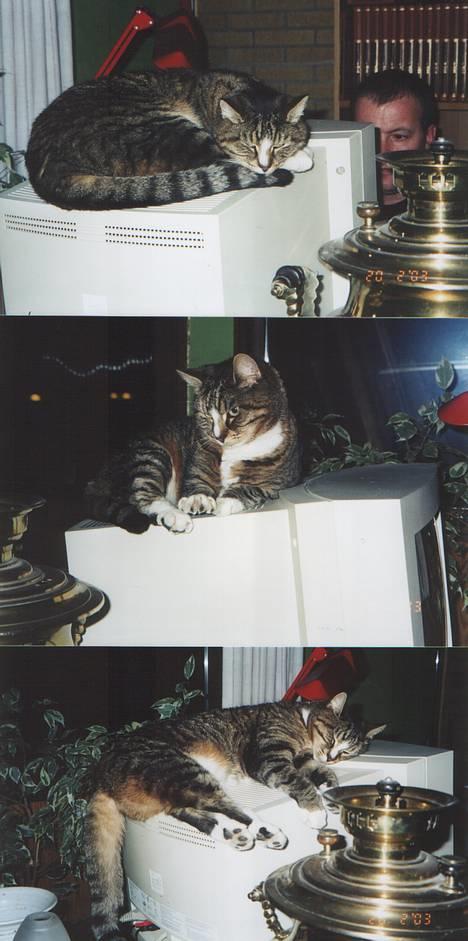 Blanding af racer Tigermis billede 4