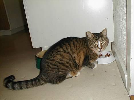 Blanding af racer Tigermis billede 5