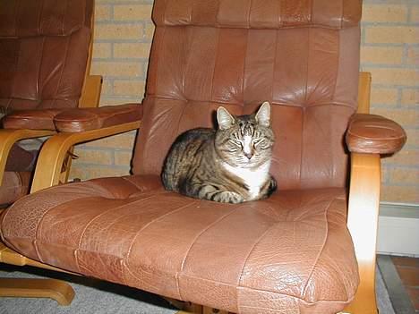 Blanding af racer Tigermis billede 6