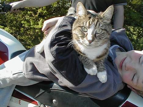 Blanding af racer Tigermis - Tigermis og Mads billede 8