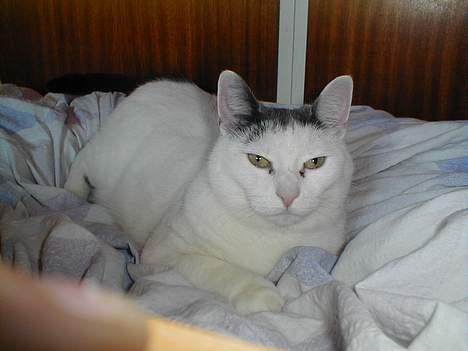 Blanding af racer Pjevs billede 5