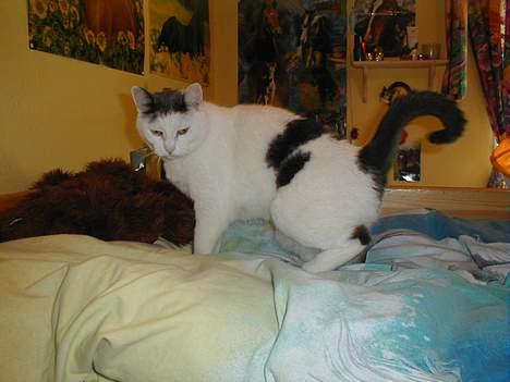 Blanding af racer Pjevs billede 6