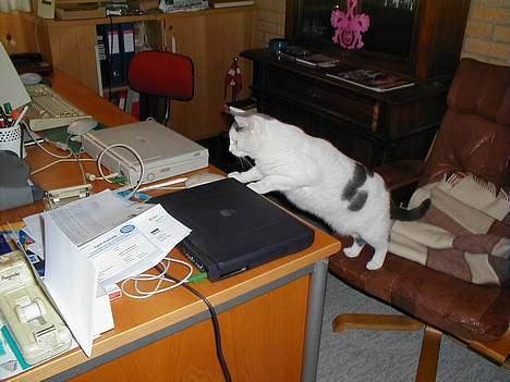 Blanding af racer Pjevs billede 7