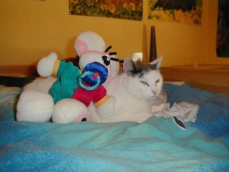 Blanding af racer Pjevs billede 8