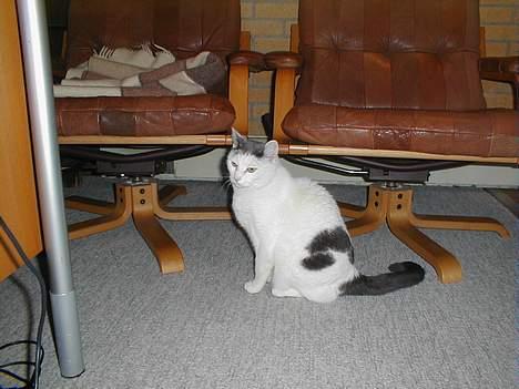 Blanding af racer Pjevs billede 9