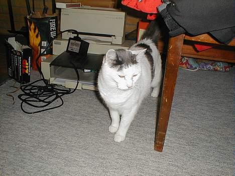 Blanding af racer Pjevs billede 10