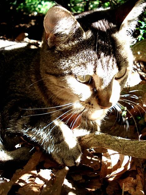 Blanding af racer MisMis *Prinsessen* billede 9