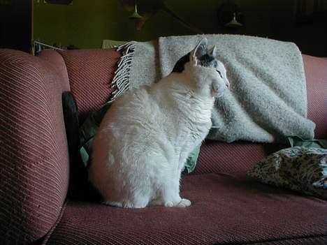 Blanding af racer Pjevs - Pjevs mente hun ville se bedst ud i profil. billede 11