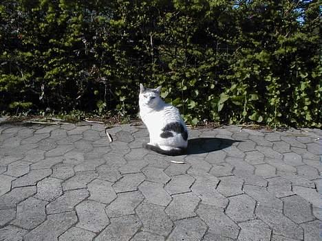 Blanding af racer Pjevs - Pjevs nyder solen i vores indkørsel. billede 12