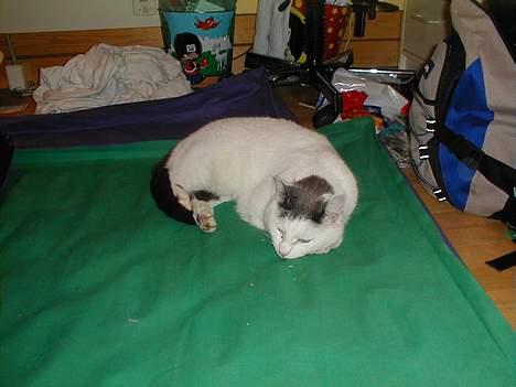 Blanding af racer Pjevs - Pjevs på min luftmaddras. billede 13