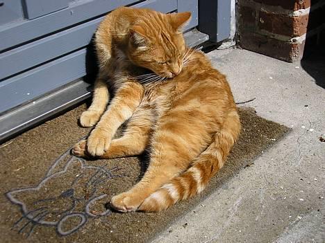 Blanding af racer Miv R.I.P 15/6.06 <3<3 billede 3