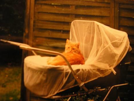 Blanding af racer Miv R.I.P 15/6.06 <3<3 billede 4