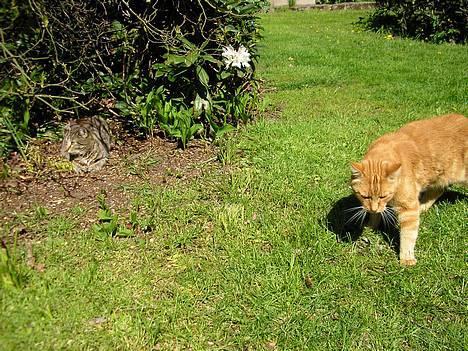 Blanding af racer Miv R.I.P 15/6.06 <3<3 billede 5