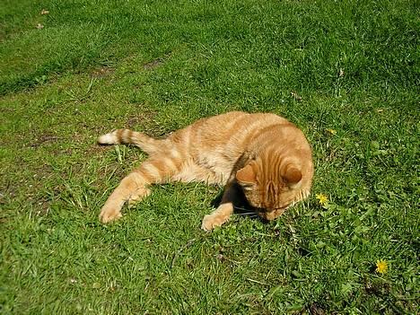 Blanding af racer Miv R.I.P 15/6.06 <3<3 billede 6