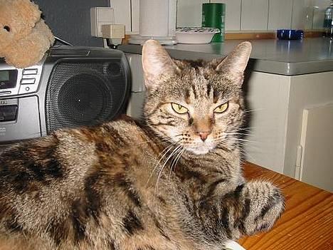 Huskat Disney - her slapper jeg bare af... billede 1