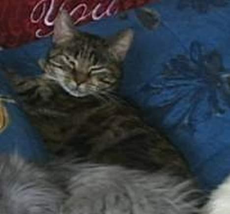 Huskat Disney - lad mig nu være.....vil sove! billede 2