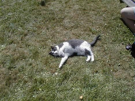 Blanding af racer Knirke billede 12