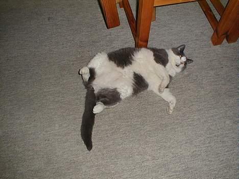 Blanding af racer Knirke billede 13